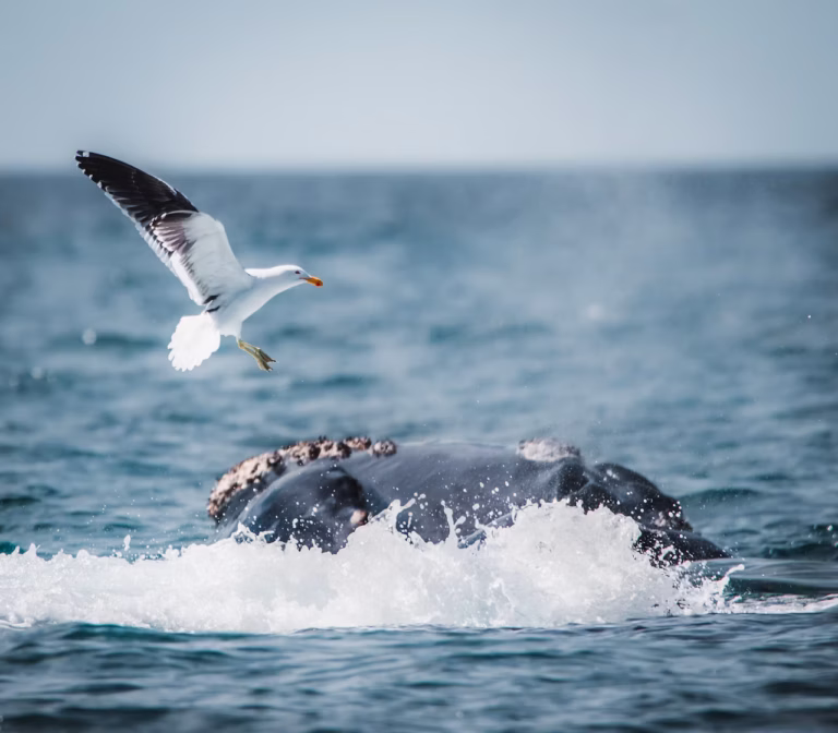 photo-1633968875521-767a68e572b4 (1)