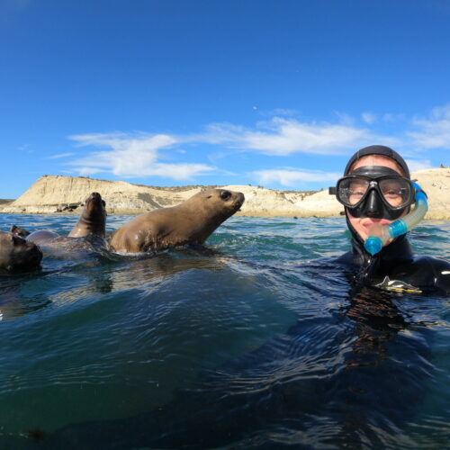 Nage avec les loups de mer